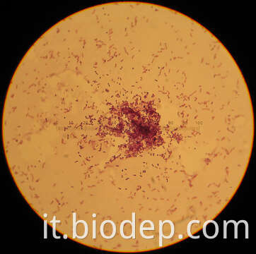 Lactococcus lactis lactococcus lactis